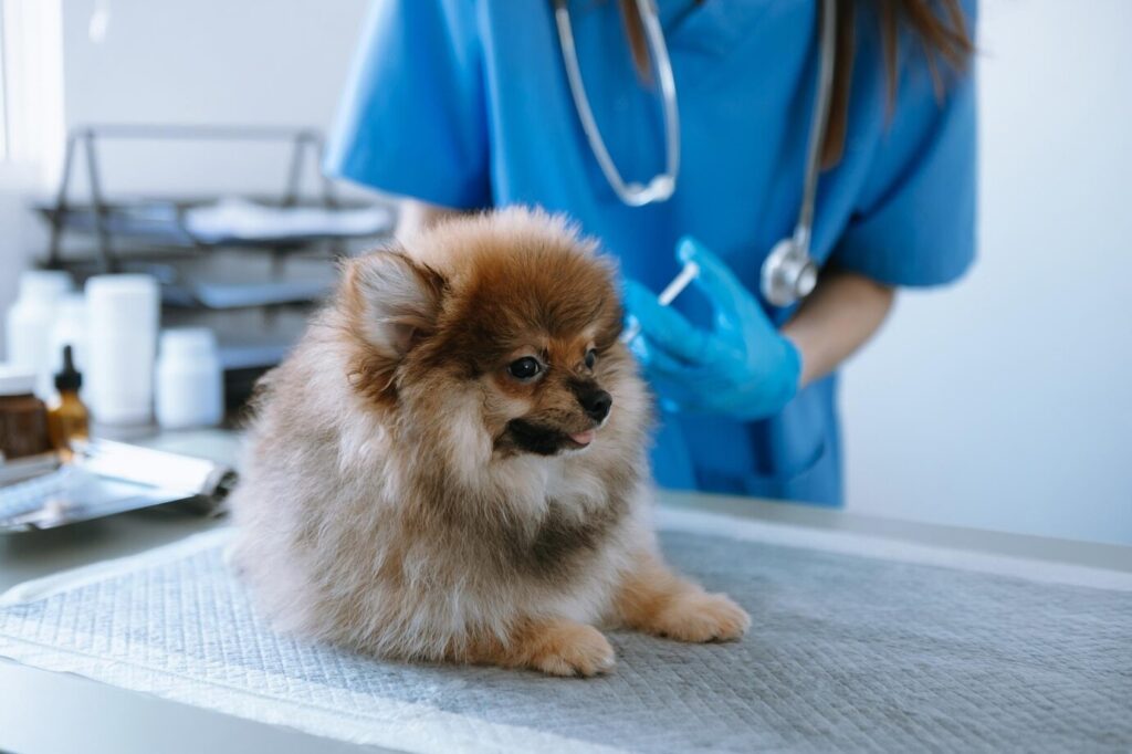 medico-veterinario-cachorro-pomerania-ambulancia-veterinaria-clinica-veterinariaxaxaxa_71455-2377-transformed