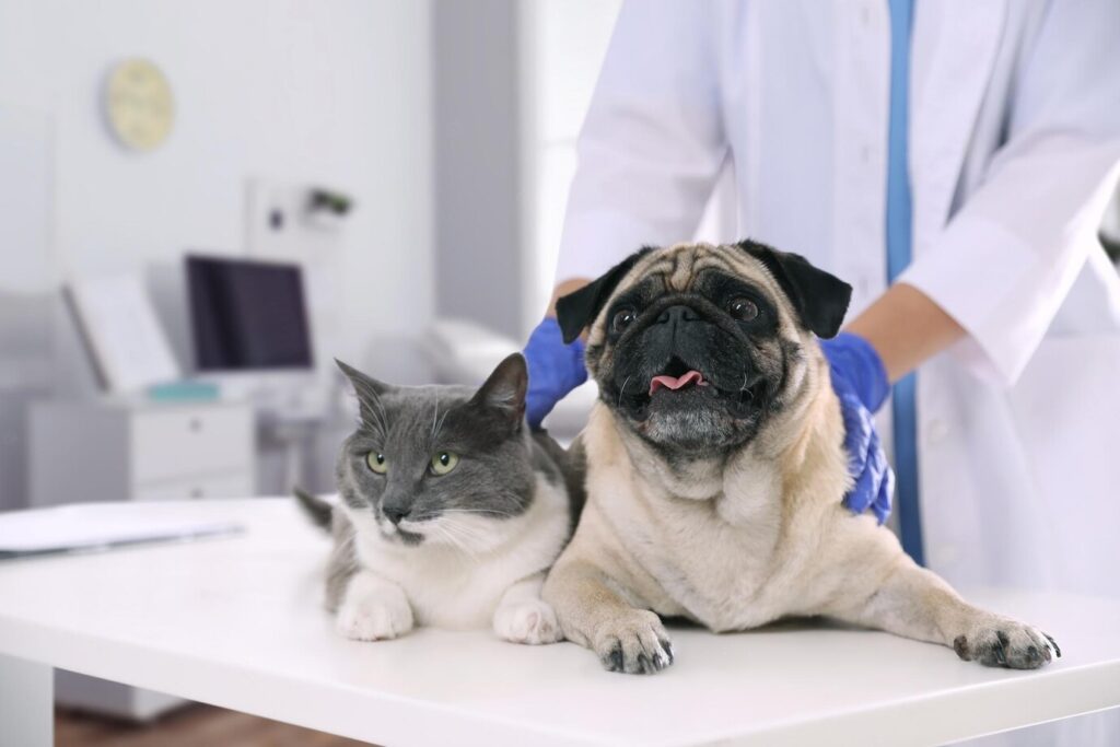 veterinario-examinando-lindo-perro-pug-gato-clinica_495423-50069-transformed