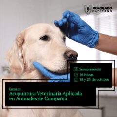 Curso de Acupuntura Veterinaria Aplicada en Animales de Compañia