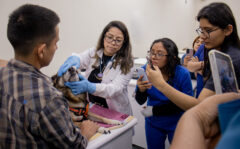 Curso de Oncología en Animales de Compañía